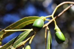 Nectandra angustifolia