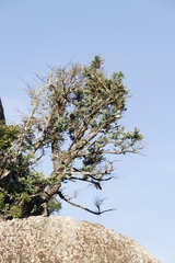 Podocarpus latifolius