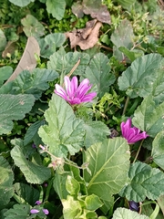 Malva sylvestris