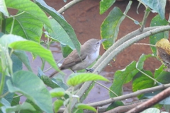 Acrocephalus stentoreus