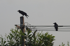 Corvus macrorhynchos culminatus