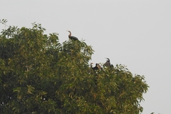 Anhinga melanogaster