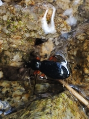 Carabus galicianus