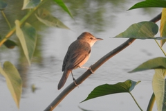 Acrocephalus stentoreus