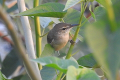 Acrocephalus stentoreus