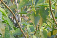 Acrocephalus stentoreus