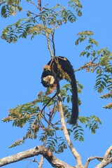 Ratufa bicolor