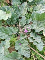 Erodium malacoides
