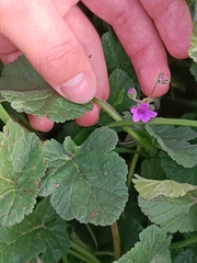 Erodium malacoides