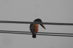 Pelargopsis capensis