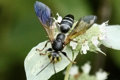 Tachytes guatemalensis