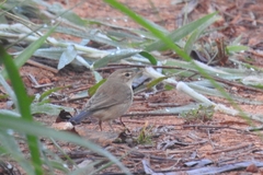 Acrocephalus dumetorum