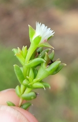 Delosperma inconspicuum