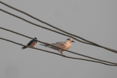 Sterna hirundo