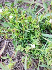 Delosperma inconspicuum