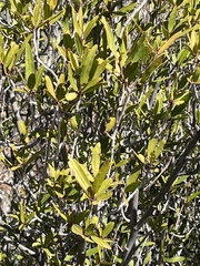 Pleradenophora bilocularis