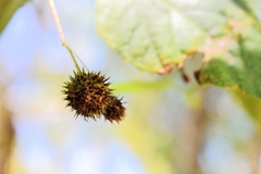 Byttneria urticifolia