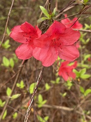 Rhododendron indicum