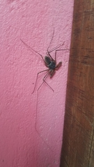 Phrynus operculatus