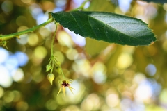Byttneria urticifolia