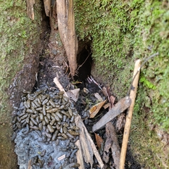 Neotoma floridana