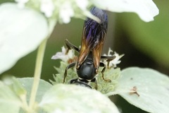 Tachytes guatemalensis