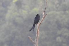 Dicrurus macrocercus