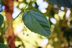 Byttneria urticifolia