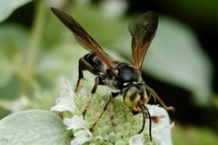Tachytes guatemalensis