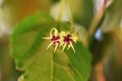 Byttneria urticifolia