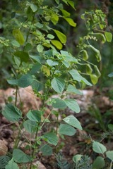 Acalypha indica