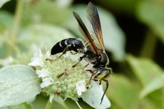 Tachytes guatemalensis