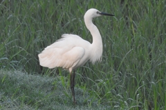 Egretta garzetta