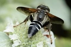 Tachytes guatemalensis