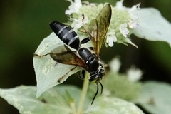 Tachytes guatemalensis