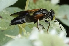 Tachytes guatemalensis