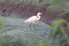 Egretta garzetta