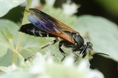 Tachytes guatemalensis