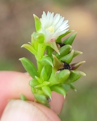 Delosperma inconspicuum