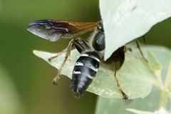 Tachytes guatemalensis