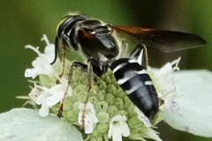 Tachytes guatemalensis