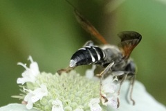 Tachytes guatemalensis