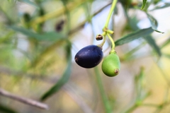 Cissus palmata