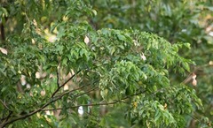 Lonchocarpus punctatus