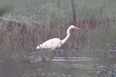 Ardea alba