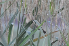 Acrocephalus stentoreus