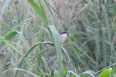 Prinia socialis