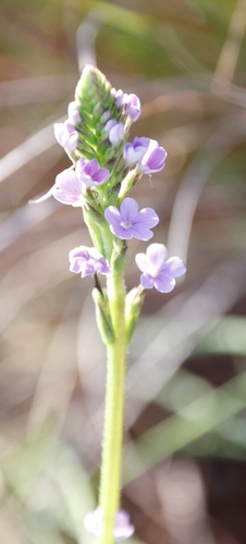 Buchnera simplex (Buchnera simplex)