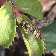 Episyrphus balteatus