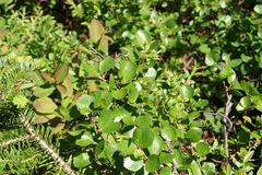 Betula glandulosa